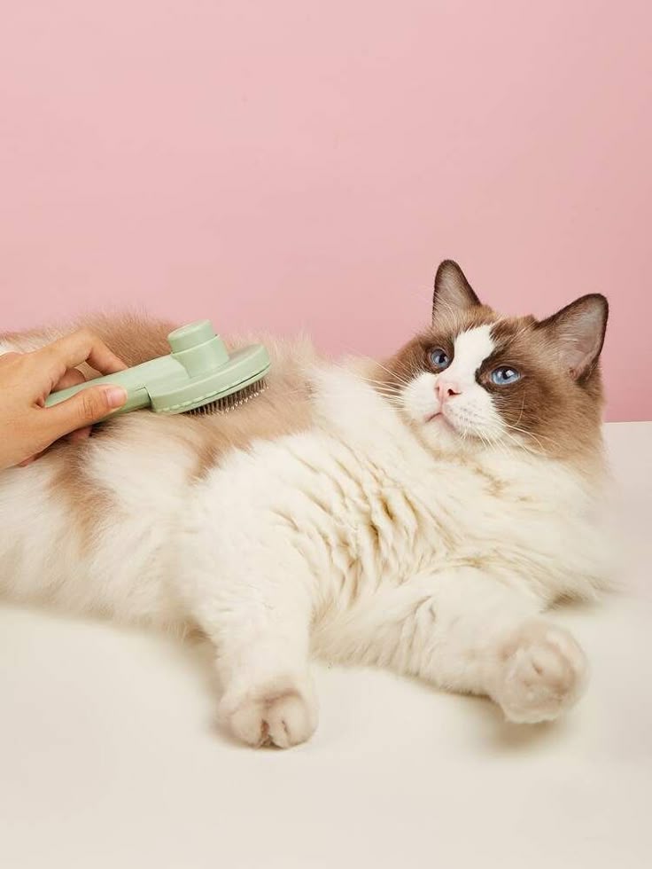 Luna Pet Grooming mutlu an 4 - Bakım sonrası mutlu pet görseli