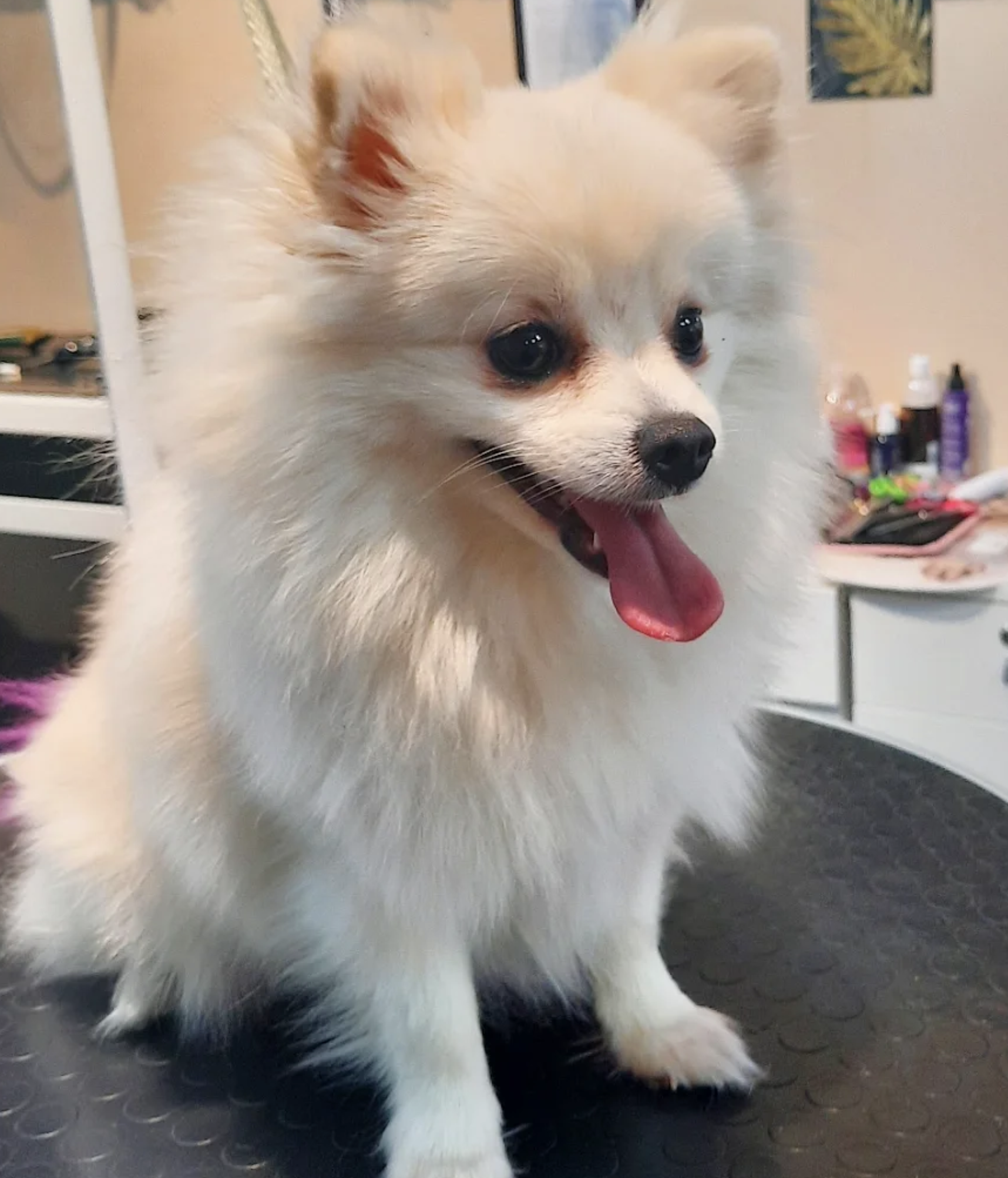 Bakım ve Styling - Luna Pet Grooming bakım öncesi görseli